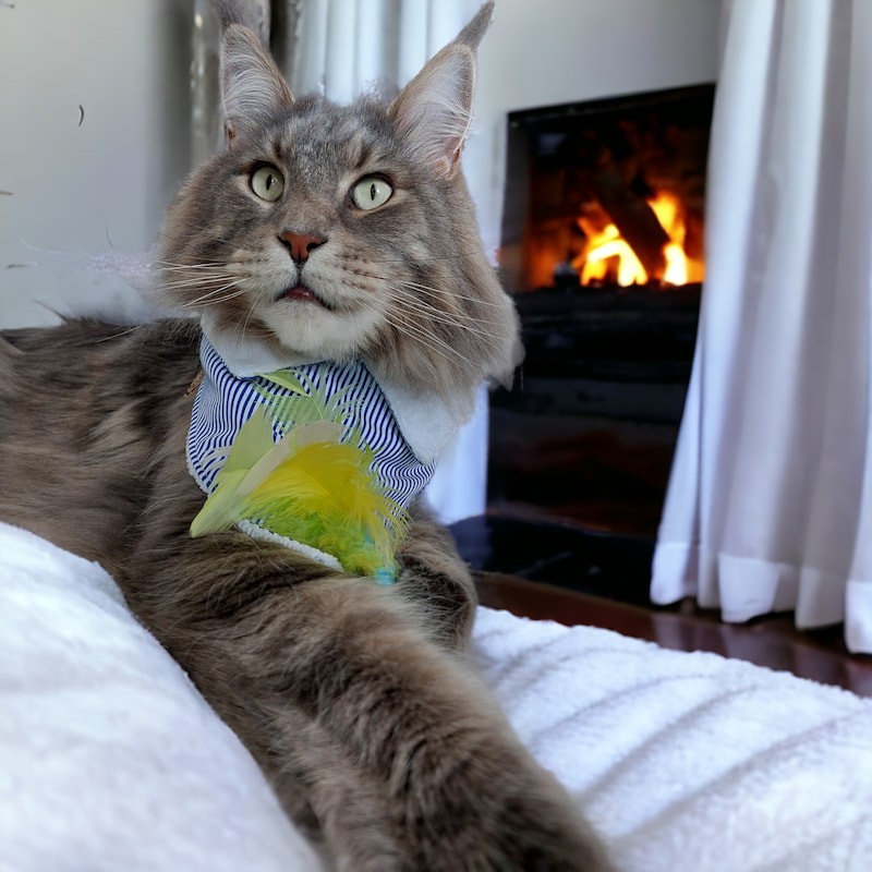 Bandana bavoir pour chat La Gabeline