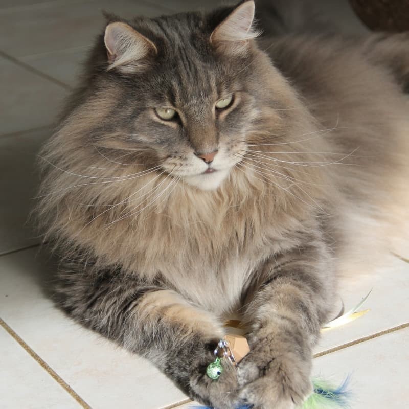 Plumeau pour chat made in France La Gabeline
