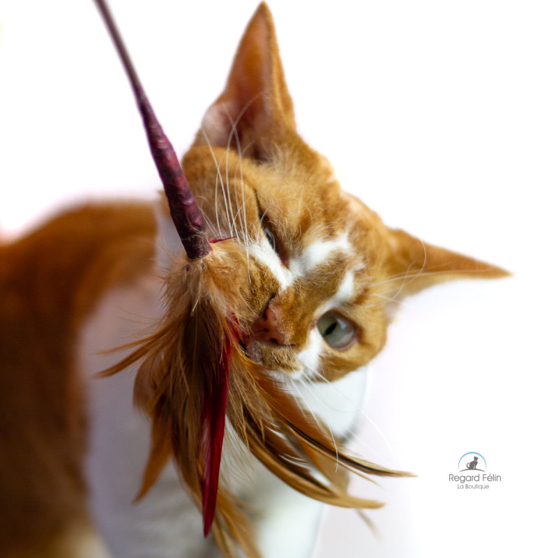 Plumeau pour chat Wild Thing Go Cat