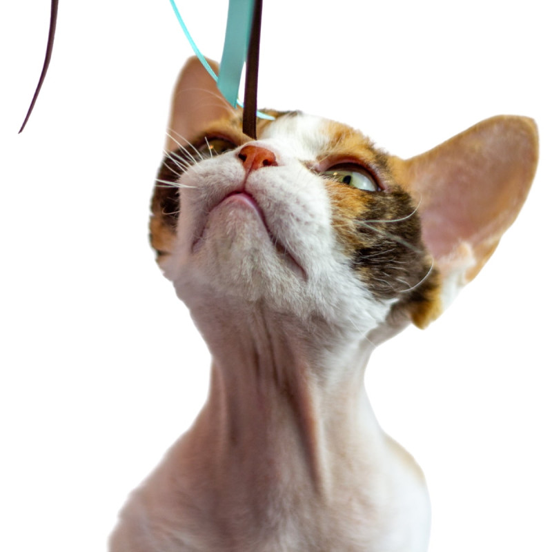Mini plumeau chaton chat La Gabeline