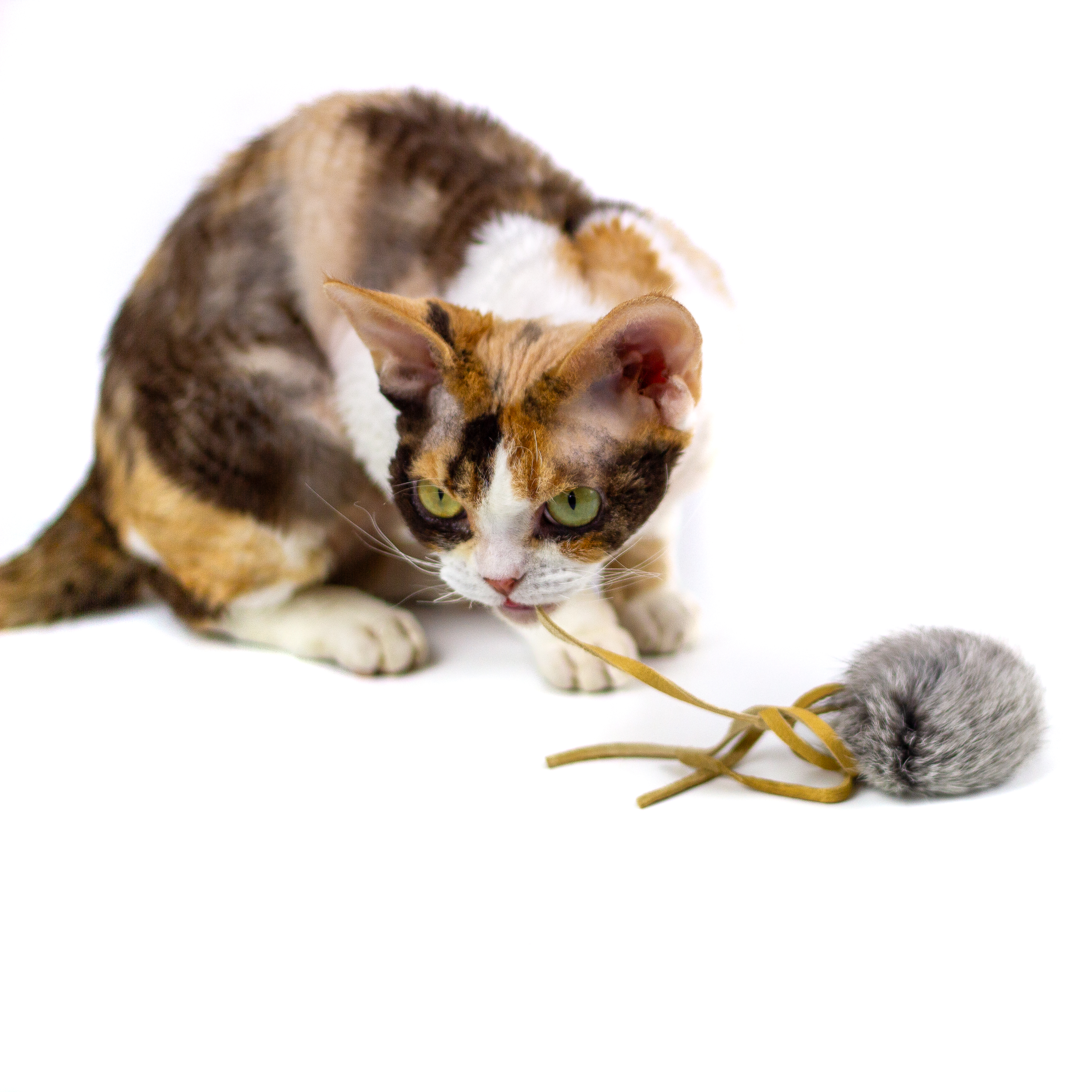 Fur-Fuffle_4.jpg