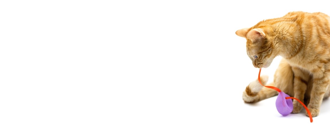 Regard Félin La Boutique Jouets pour chat